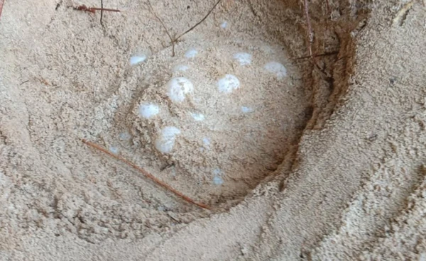 รังที่ 14 ของปี "เต่ากระ" ขึ้นวางไข่บนเกาะทะลุ