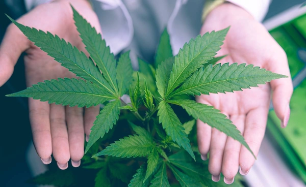 ประโยชน์ของ "กัญชา" ที่ใช้ทางการแพทย์ รวมถึงข้อห้าม และผลข้างเคียง