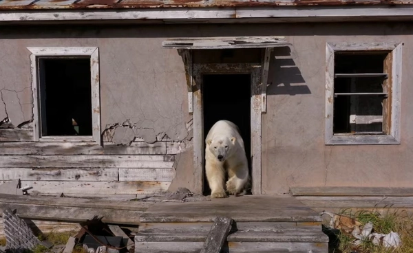 หมีขั้วโลกไร้บ้าน  ต้องยึดสถานีวิจัยร้างอยู่  หลังน้ำแข็งละลายจนที่อยู่หาย