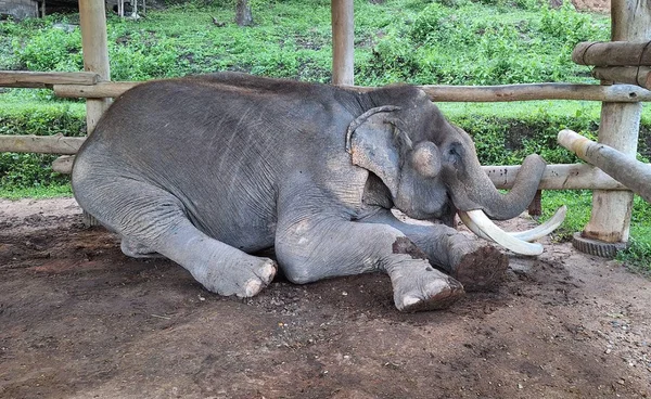 “พลายคำหมื่น” ล้มอย่างสงบในวัย 90 ปี ปิดตำนาน “งาอ้อมจักรวาล”