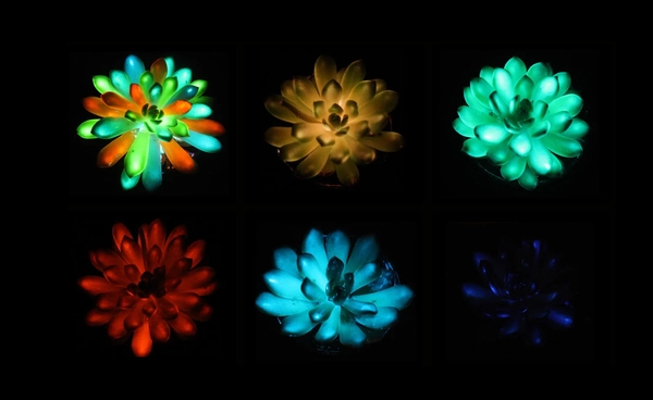 นักวิทยาศาสตร์จีนสร้างพืชอวบน้ำเรืองแสงชาร์จไฟด้วยแสงแดด เปิดทางสู่แสงสว่างยั่งยืนในอนาคต