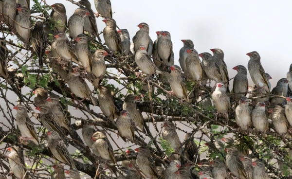 นกทั่วโลกหายไปกว่าครึ่ง เมืองขยาย ป่าหาย โลกป่วย สัญญาณเตือนวิกฤตสัตว์สูญพันธุ์