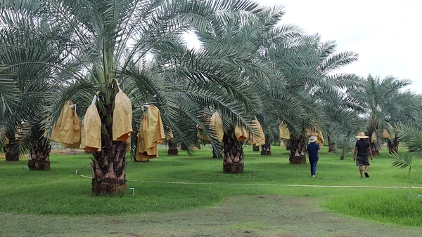 "อดีตทหารพราน"ผันตัวทำสวนอินทผลัม แหล่งท่องเที่ยวเชิงเกษตร | เรื่องดีดีทั่วไทย | 6-08-68