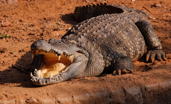 17 มิถุนายน "วันจระเข้โลก" ผู้คุมความสมดุลของระบบนิเวศทั่วโลก