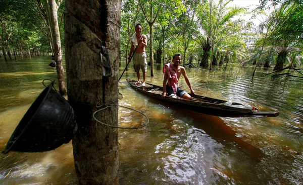 "น้ำท่วมใต้" สวนยางพาราจมน้ำกว่า 1 ล้านไร่ เสียหายกว่า 147 ล้านบาท ชาวสวนยางกระทบ 165,000 ราย 