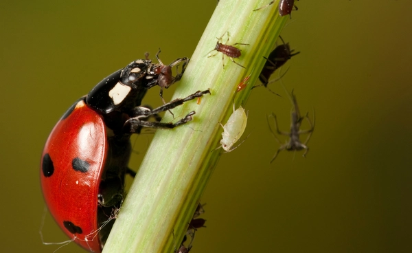 “โลกร้อน” ทำศัตรูพืชโตเร็ว เขย่าความมั่นคงอาหารโลก