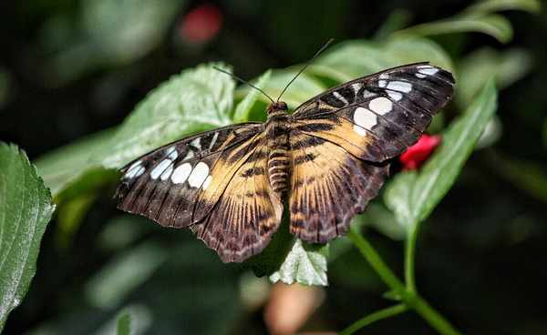 “ผีเสื้อ” กำลังสูญเสียสีสัน เพราะธรรมชาติเริ่มเสื่อมโทรม