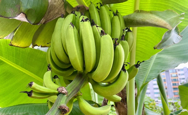 วิกฤตกล้วยโลก เสี่ยงกลายเป็นผลไม้หายาก