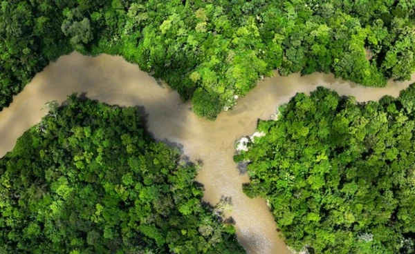 COP 30 ตั้งกองทุน ปกป้องป่าไม้เขตร้อนทั่วโลก หนุนกลไกคาร์บอนเครดิต