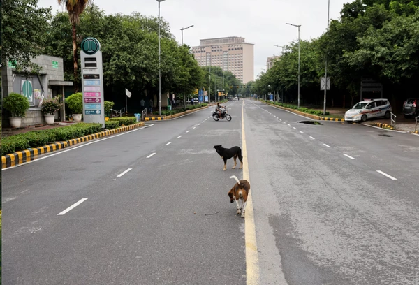 ศาลอินเดียสั่งย้ายสุนัขจรจัดจากกรุงเดลี หลังผู้ป่วยพิษสุนัขบ้าสูงขึ้น