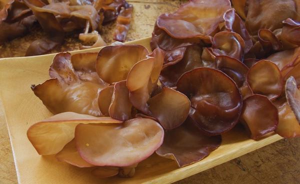 "เห็ดหูหนู" 7 ข้อควรรู้ก่อนกิน กินผิดได้พิษมากกว่าประโยชน์