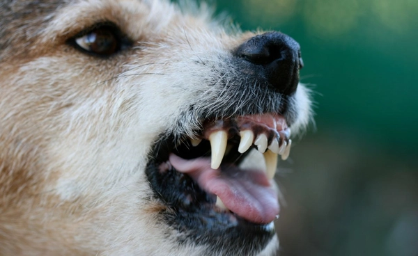 กทม. เตือน 11 พื้นที่เสี่ยงพิษสุนัขบ้า หลังพบสัตว์ป่วยติดเชื้อ