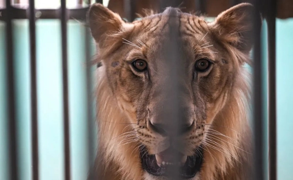 "สิงโต" กลายเป็น "สัตว์เลี้ยง" กฎหมายไทยเปิดช่องคนไทย เลี้ยงเจ้าป่าเพิ่มขึ้น ?