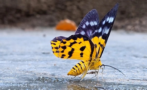 ทำความรู้จัก “มอธทองเฉียงพร้า” ผีเสื้อกลางคืนที่หากินตอนกลางวัน โผล่อวดโฉมที่คลองลาน