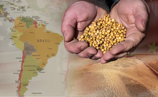 จีนงดนำเข้าถั่วเหลืองสหรัฐฯ หันพึ่งพาอเมริกาใต้