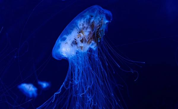 3 พ.ย. วันแมงกะพรุนโลก  สัตว์โบราณกว่า 500 ล้านปี  ผู้ส่งสัญญาณเตือนระบบนิเวศใต้ทะเล