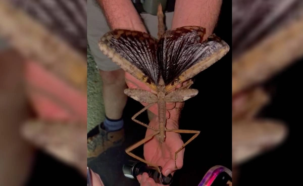 อึ้ง! พบแมลงกิ่งไม้ยักษ์ กลางป่าในออสเตรเลีย ตัวหนักเกือบเท่าลูกกอล์ฟ 