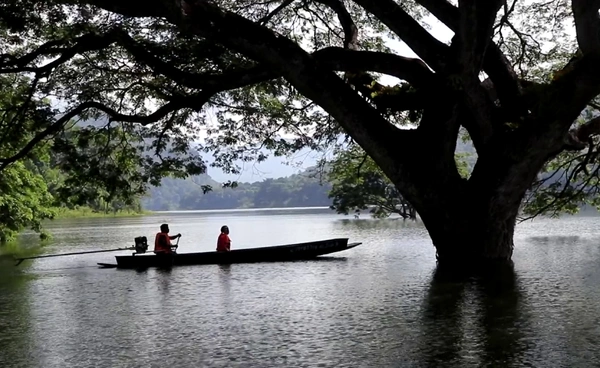 ล่องเรือชม “ต้นฉำฉายักษ์” อันซีนเขื่อนแม่งัดสมบูรณ์ชล จ.เชียงใหม่