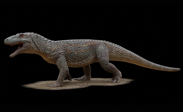 ฟอสซิลอายุ 240 ล้านปี ไขต้นกำเนิด “จระเข้” นักล่าบนห่วงโซ่อาหารยุคดึกดำบรรพ์