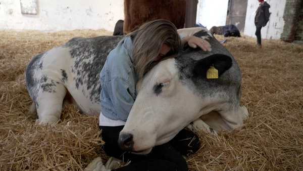 ฟาร์มโคนมอังกฤษปรับตัว เปิดให้กอดวัวแทนรีดนม สู้วิกฤตน้ำท่วมและราคานมตกต่ำ