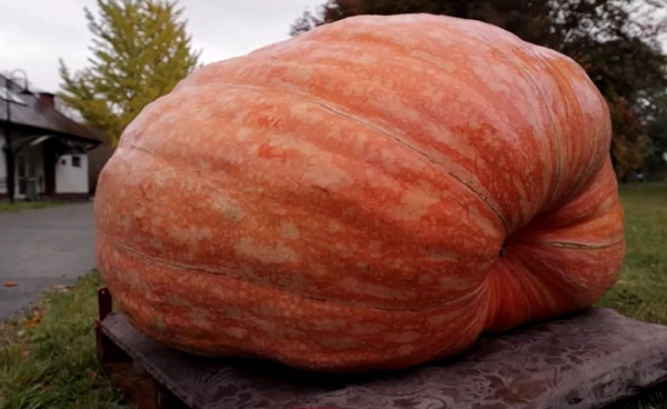 โปแลนด์ประกวด "ฟักทองยักษ์"