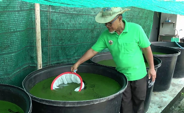 "ไข่ผำ"พืชเศรษฐกิจใหม่ของเกษตรกรสตูล เลี้ยงง่าย โตไว ขายดี  | เรื่องดีดีทั่วไทย | 4-09-68