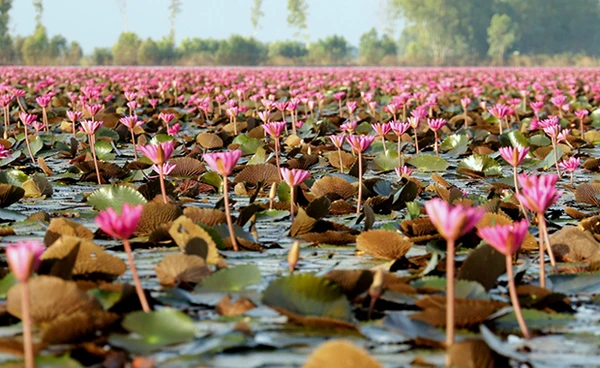 เที่ยวบึงบอระเพ็ด นครสวรรค์ชวนชม “ทุ่งบัวแดง” เริ่มบาน พร้อมรับนักท่องเที่ยว