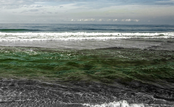 มหาสมุทรโลกเริ่มซีด  เหตุแพลงก์ตอนพืชลดลง  และจะดูดซับคาร์บอนได้น้อยลง