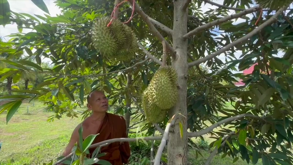 "พระนักพัฒนา"ปลูกทุเรียนในวัด เปิดเป็นศูนย์เรียนรู้  | เรื่องดีดีทั่วไทย | 1-07-68