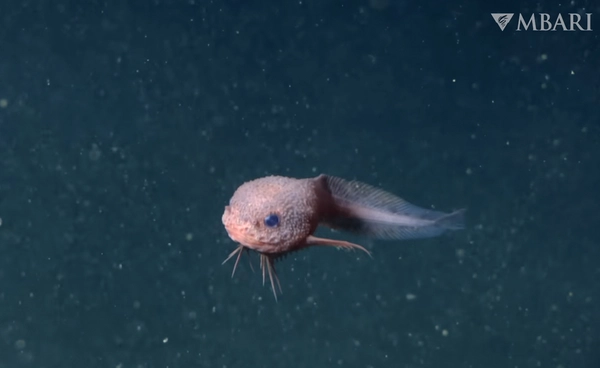 นักวิทยาศาสตร์ค้นพบ "Bumpy" สิ่งมีชีวิตสุดน่ารักจากห้วงลึกมหาสมุทร