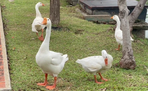 ลุ้น"ห่านเทศบาล"ผ่านโปร ไปต่อหรือพอแค่นี้  | เรื่องดีดีทั่วไทย | 28-08-68