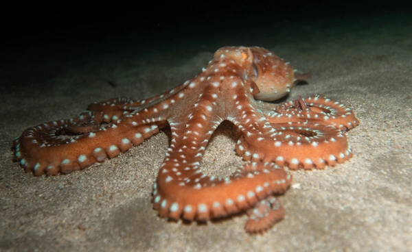 อังกฤษพบสัญญาณทะเลเดือด  ชี้ปี 68 เป็น “ปีแห่งปลาหมึกยักษ์”  ทะเลอุ่นจนหมึกยักษ์พุ่งเป็นแสนตัว