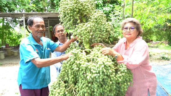 "ลูกลาน"ผลไม้โบราณสูงใหญ่  แปรรูปขาย รายได้ดี  | เรื่องดีดีทั่วไทย | 22-07-68