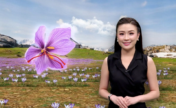 โลกร้อนกระทบ “หญ้าฝรั่น” สมุนไพรที่แพงที่สุดในโลก