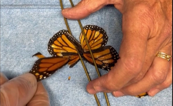 ปลูกถ่ายปีกผีเสื้อ ด้วยกาวและแป้งข้าวโพด คืนชีวิตให้ผีเสื้อบินได้อีกครั้ง