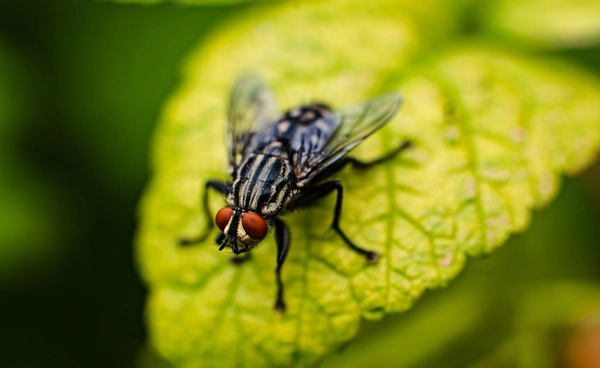 หนอนแมลงวันกินเนื้อคน ภัยร้ายจากปรสิตตัวจิ๋ว แต่ยังเป็นผู้ช่วยทางการแพทย์ได้