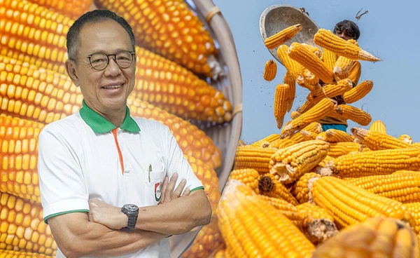 นำเข้าข้าวโพด“ส.อาหารสัตว์” ไม่กระทบเกษตรกร 