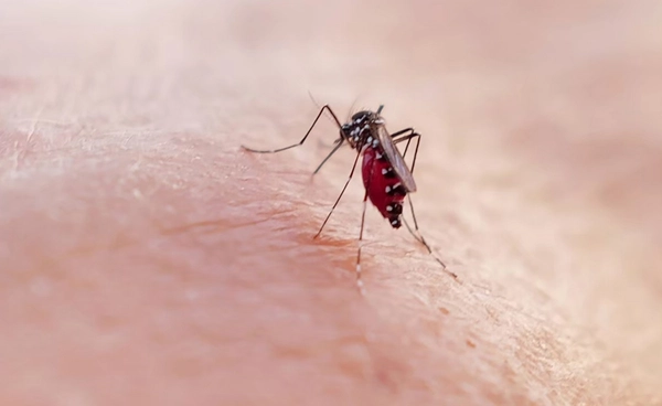 ยุงลาย พาหะ "โรคชิคุนกุนยา" ปีนี้ป่วยแล้ว 735 ราย เช็กอาการ-วิธีป้องกัน