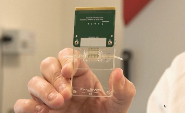 นักวิจัยเพาะเลี้ยง “สมองจิ๋ว” ใช้เป็นหน่วยประมวลผลคอมพิวเตอร์ชีวภาพ