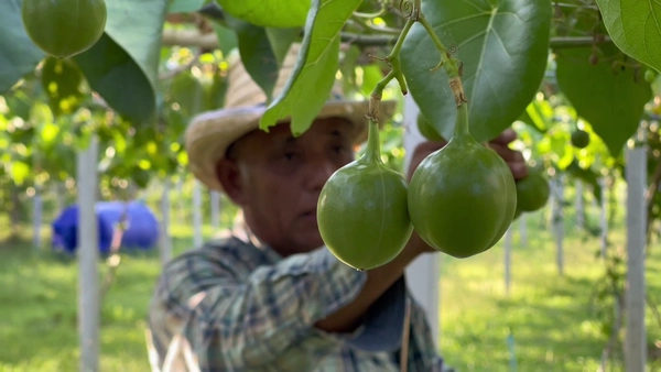 ปลูก"ผักสาบ" 4 ไร่ โกยรายได้หลักแสนต่อเดือน  | เรื่องดีดีทั่วไทย | 13-05-68