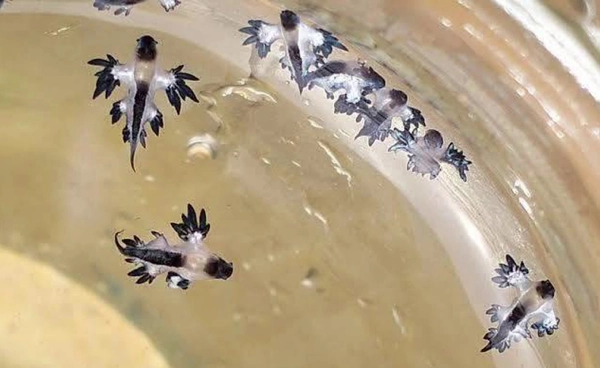 “มังกรทะเลสีน้ำเงิน” โผล่ทะเลภูเก็ต สวยแต่อันตราย พิษร้ายแรงถึงชีวิต