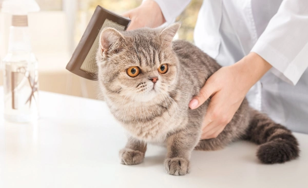 ญี่ปุ่นเฝ้าระวังโรคติดเชื้อจากแมวหลังสัตวแพทย์เสียชีวิต