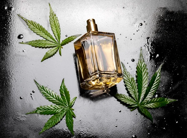 อย. กวาดล้างกัญชาเถื่อน ย้ำ! ให้ใช้เฉพาะทางการแพทย์เท่านั้น