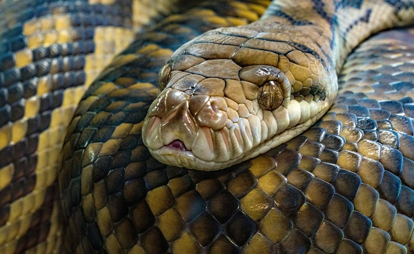 เดนมาร์กใช้ AI ออกแบบ “เซรุ่มต้านพิษงู” หวังช่วยชีวิตคนทั่วโลก