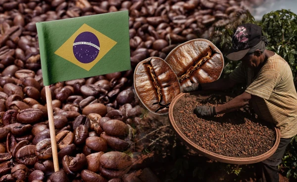 "ผู้ค้าสหรัฐฯ" เร่งนำเข้า"กาแฟ"บราซิลหนีพิษภาษี