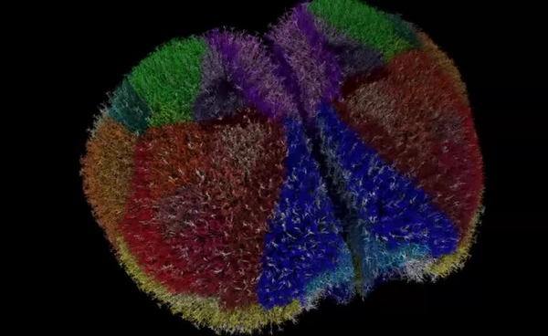 นักวิทย์ฯ สร้าง “สมองหนูดิจิทัล” ความละเอียดสูง หวังปฏิวัติการวิจัยโรคทางสมอง