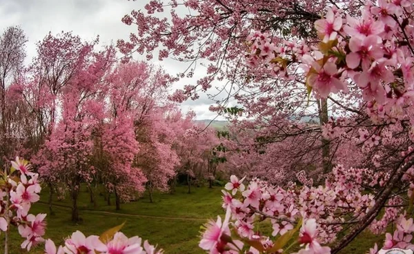 ปักหมุดเดินทาง  “ภูลมโล” หุบเขาสีชมพู  ชม “ดอกนางพญาเสือโคร่ง”