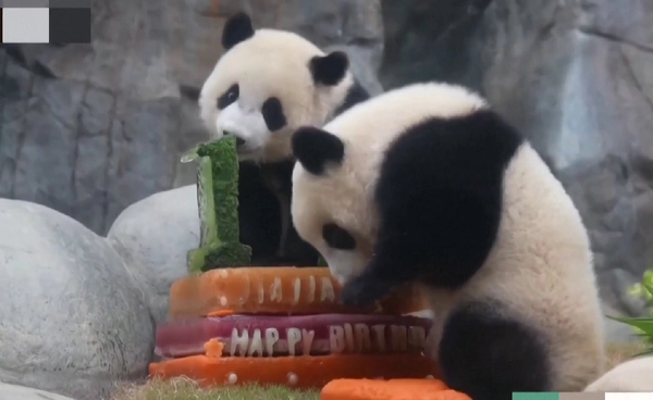“ฮ่องกง” จัดงานวันเกิด ฝาแฝด “แพนด้า” ครบ 1 ขวบ ทูตสันถวไมตรีขนฟูสุดน่ารัก