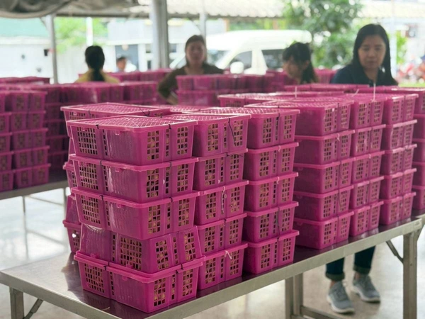 แก้ "วิกฤตลำไย" เดินเครื่องช่วยเกษตรกรลำพูน เพิ่มโควตารับซื้อ–ขยายตลาดดันราคา