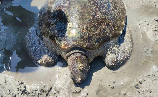 อช.หาดเจ้าไหม  ช่วย “เต่าตนุ” เกยตื้น  หนัก 70 กก.สภาพอ่อนแรง 